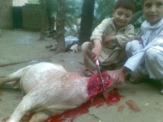 Children killing a goat